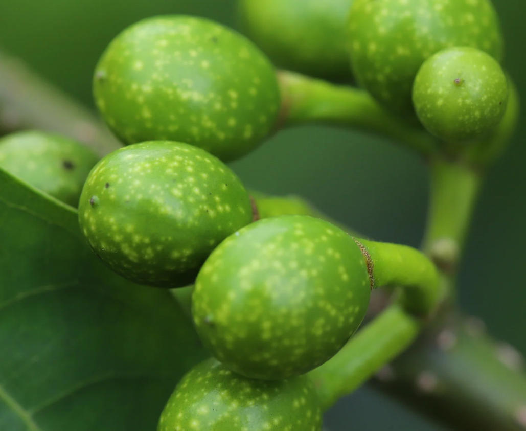 litsea cubeba(May Chang)