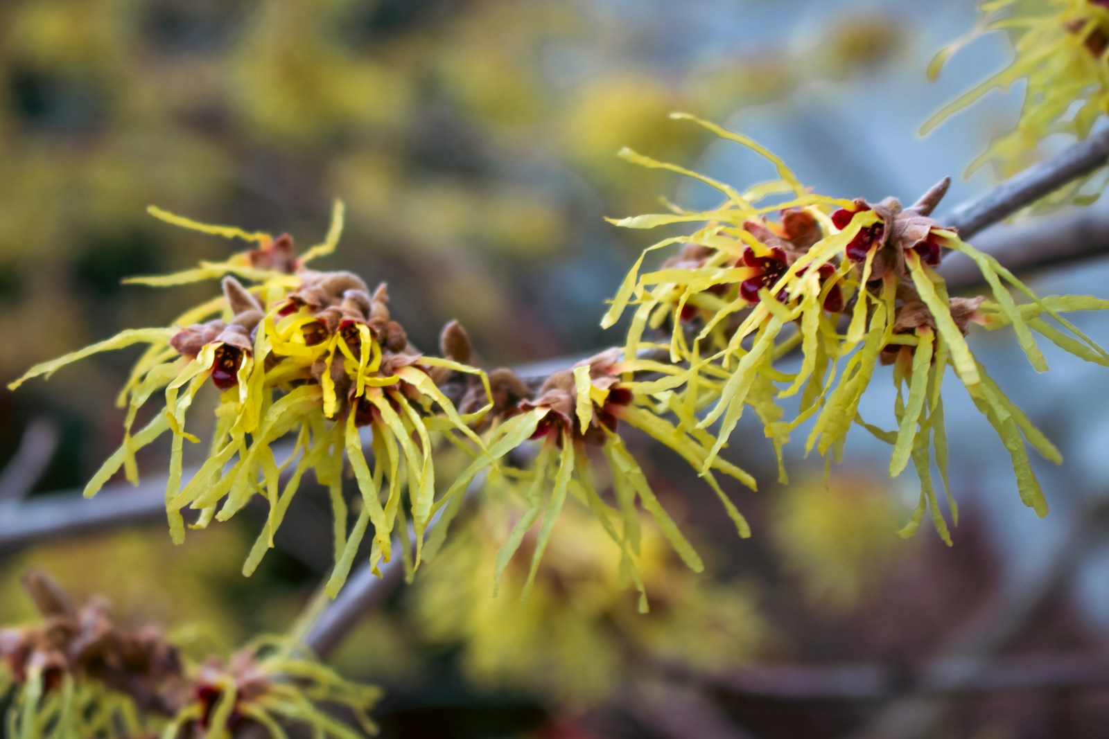 Litsea Cubeba vs Witch Hazel for Oily Skin